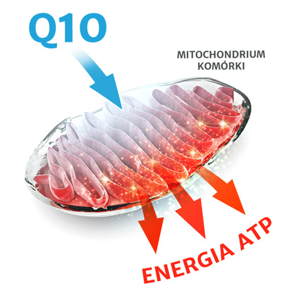 Zdrowie, energia, uroda... czyli jak pobudzić mitochondria? Kluczową substancją napoju Aquaceutic jest wysoko przyswajalny i niezwykle ważny dla organizmu koenzym Q10. Dlaczego jest aż tak istotny?