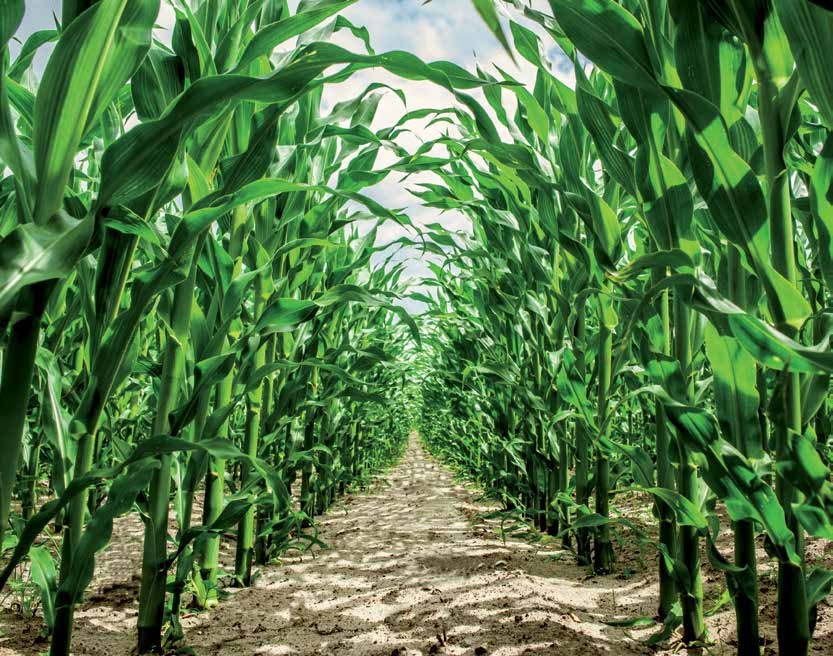 Ikanos 040 OD Uwaga! W warunkach niekorzystnych dla wzrostu i rozwoju kukurydzy po zastosowaniu środka mogą wystąpić przemijające zniekształcenia liści, przebarwienia oraz wstrzymanie wzrostu roślin.
