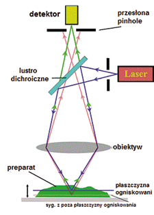 Nazwano go mikroskopem konfokalnym (Ryc. 9). Urządzenie to znacznie różni się od typowego mikroskopu. Źródłem imponując tym samym środowisku naukowemu.