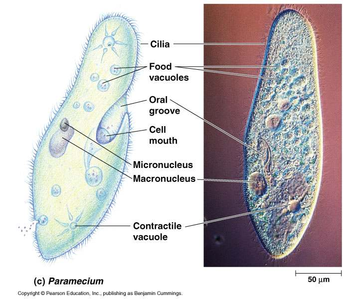 Cillia - rzęski Food wacuoles - wodniczka pokarmowa Oral groove - otwór