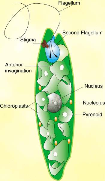 Euglena (klejnotka): Chloroplasts chloroplasty Anterior invagination przednie wpuklenie Stigma plamka światłoczuła