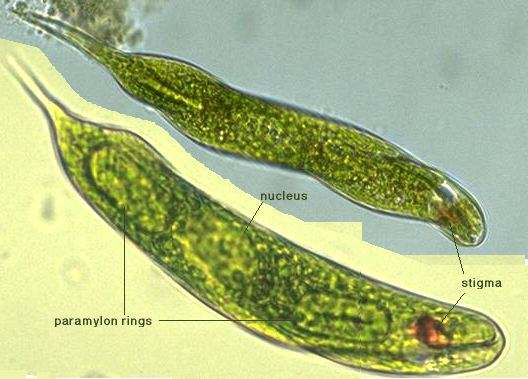 Euglena