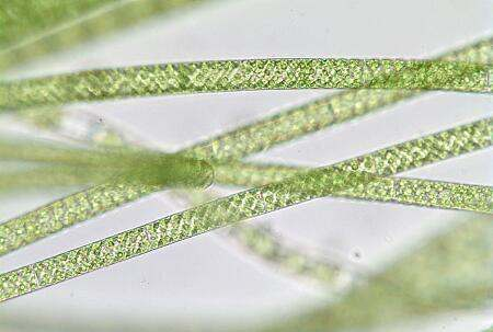 Spirogyra