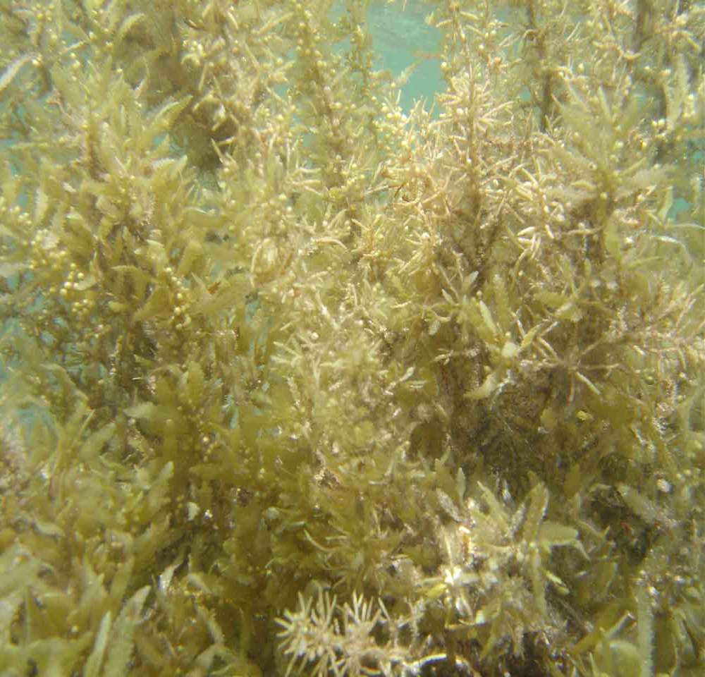 Sargassum