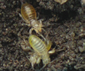 U chrząszczy zarówno postać dorosła jak i larwy żerują na roślinach poważnie obniżając ich kondycję.
