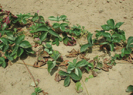 dahliae, a patogen wykazuje odporność na fungicydy. V. dahliae jest polifagiem i może zainfekować około 300 gatunków roślin żywicielskich i może przetrwać w glebie przez 15 lat lub dłużej.