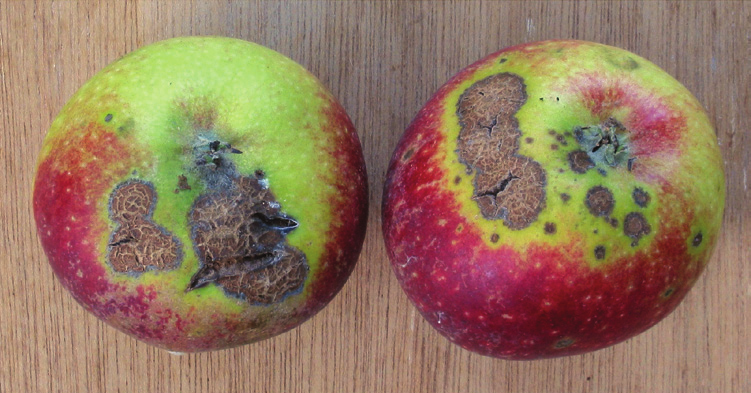 Parch jabłoni i mączniak prawdziwy Parch jabłoni i mączniak prawdziwy to poważne i częste choroby zarówno w uprawach towarowych jak i amatorskich.