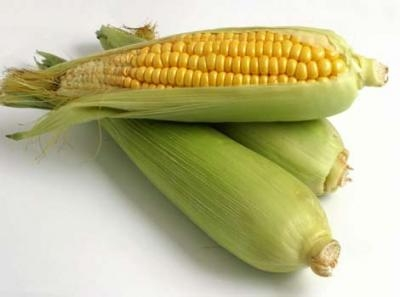 Tradycyjna kukurydza może być skutecznie chroniona w