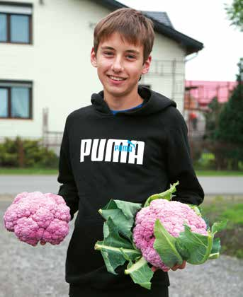 Odmiana ta uprawiana jest pod niskimi tunelami, z których w późniejszym okresie (zwykle koniec kwietnia, początek maja) zdejmuje się folię i demontuje przenośną konstrukcję.