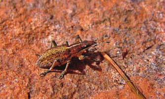 Chrząszcze (Coleoptera) Sudetów Środkowych. Część II. Nadrodzina Curculionoidea i uzupełnienie... 147 Fot. 8. Sitona gressorius (F.