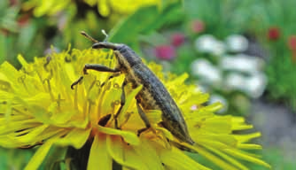 160 KRYSTIAN NIEDOJAD Fot. 10. Lixus iridis Olivier jest spotykany sporadycznie, żeruje na różnych gatunkach selerowatych; Masyw Lesistej, maj 2011 (fot.