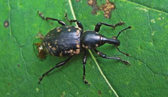 Chrząszcze (Coleoptera) Sudetów Środkowych. Część II. Nadrodzina Curculionoidea i uzupełnienie... 161 Fot. 12.