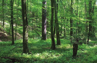 Deciduous forests in the valley of Piekielny Potok (photo D. Kwiatkowska). Fot.