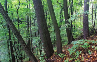 Stan zachowania zbiorowisk leśnych uroczyska Piekiełko (Wzgórza Gumińskie) po
