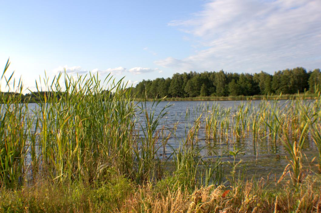 4. Wody powierzchniowe, głębinowe i bogactwa naturalne Wieś leży na tzw. Kurzawce co powoduje, że gdy w okresie wegetacji brakuje opadów zbiory drastyczne maleją.