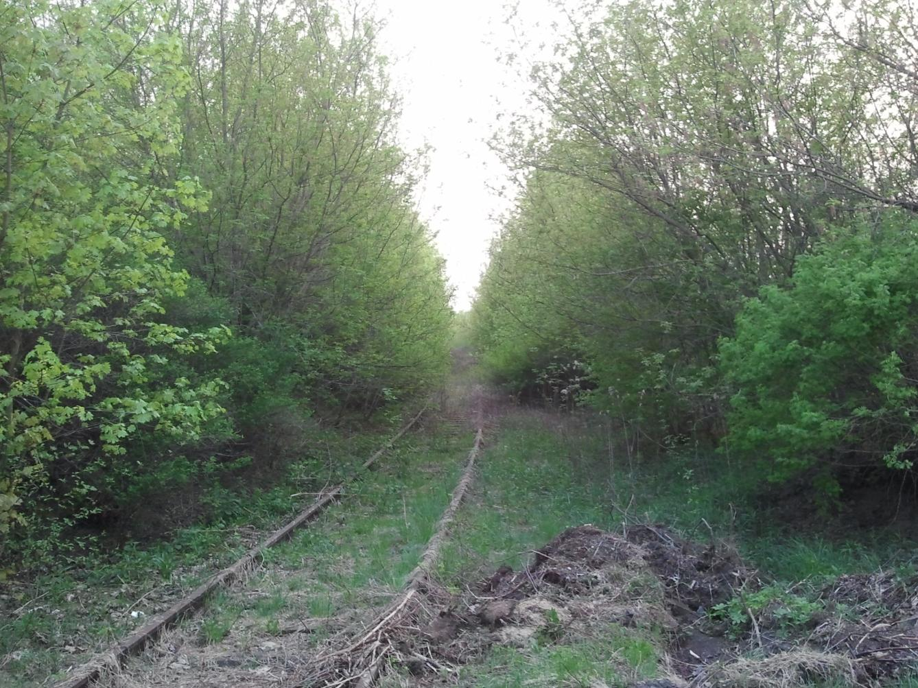 Ryc. 12. Łącznica wojskowa - typowy teren ruderalny.