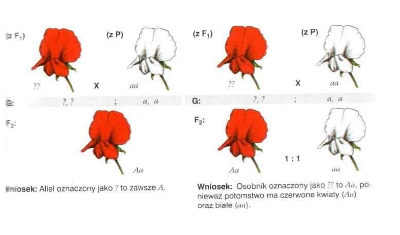 krzyżówka testowa Jak rozpoznać czy osobnik jest homozygotą