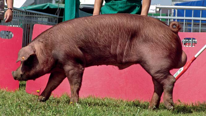 Knurek rasy duroc z hodowli Pawła Błońskiego (fot. N. Barska) podlaskie and lubelskie voivoidships Polish large white sows were majority.