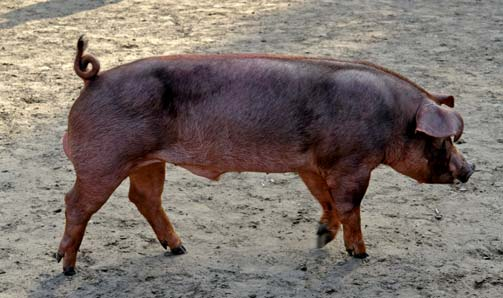 DUROC Rasa ojcowska Udział rasy duroc w strukturze ocenionych loch Percentage of evaluated duroc sows 5,3% Wzorzec rasy Świnia o średnich do dużych wymiarach ciała, śródtułowie dość krótkie, no gi