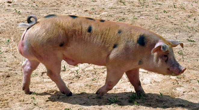 Crossing program Summary Polish Pig Breeders and Producers Association POLSUS is responsible for keeping registers of crossbred pigs of the following breeds: duroc pietrain, duroc hampshire and