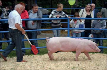 Kłys) Knurek rasy wbp z hodowli Jana Deki XIV Wojewódzka Wystawa