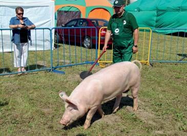 Płuciennik) Loszka rasy wbp z hodowli Józefa Stefanka,