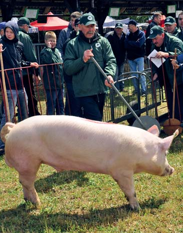 Mazowiecka Wystawa Zwierząt Hodowlanych w Poświętnem (fot.