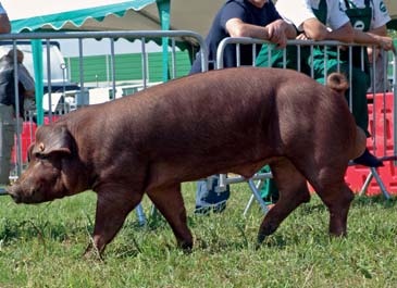 Barska) Knurek rasy duroc z hodowli Pawła Błońskiego 