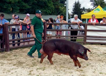 Grzęda) Knurek rasy duroc z hodowli Grzegorza Pruszkowskiego