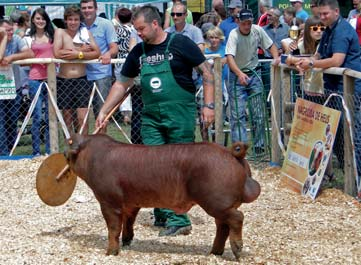 Grzęda) Knurek rasy duroc z hodowli Zbigniewa Gawła XIV