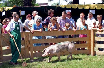 Wojewódzka Wystawa Zwierząt Hodowlanych w Bratoszewicach (fot. Cz.