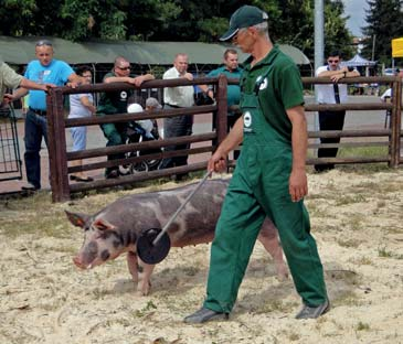 Barska) Loszka rasy puławskiej z hodowli Adama Boryczki