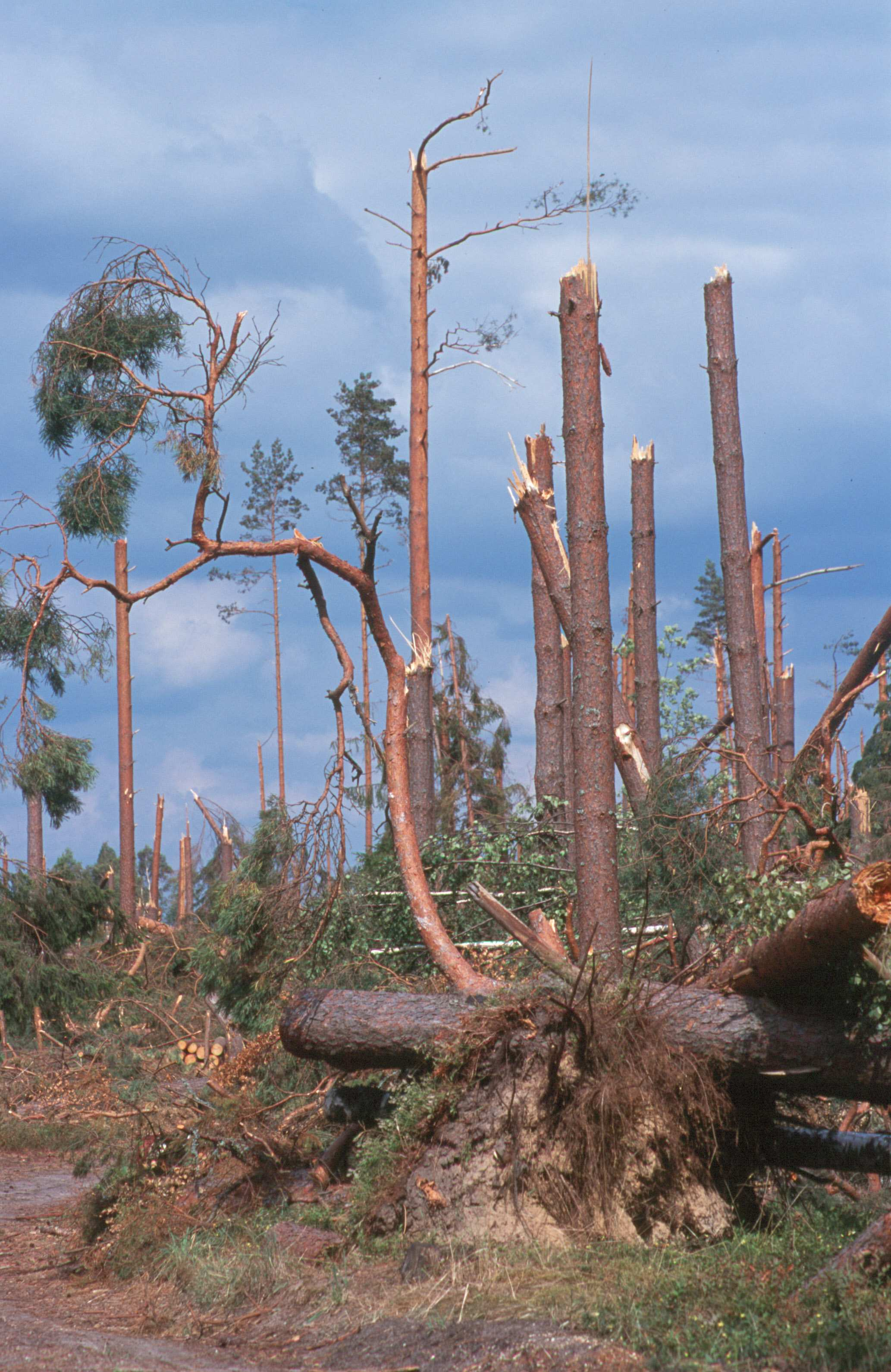 Czynniki warunkujące powstawanie szkód w lesie spowodowanych przez wiatr i śnieg: 1. Warunki orograficzne i siedliskowe 2. Metody zakładania upraw (zagęszczenie, skład gat.