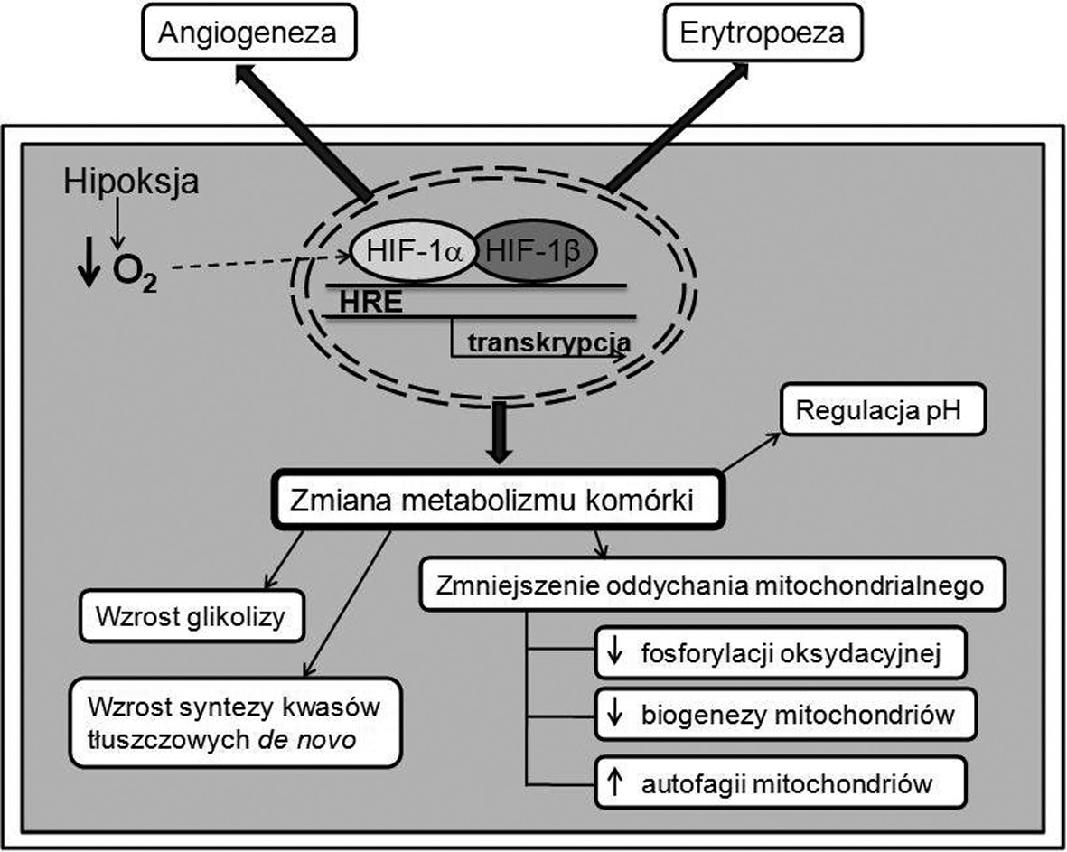 komórkom nowotworowym w warunkach niedotlenienia [8]. Zahamowanie adaptacyjnych odpowiedzi na hipoksję prowadzi do śmierci komórek w wyniku tworzenia toksycznych ROS [9].