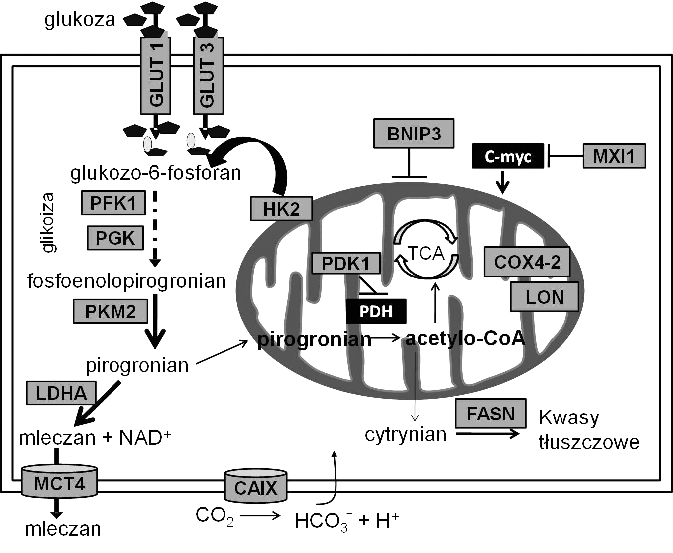 PDK1), która inaktywuje dehydrogenazę pirogronianową (puryvate dehydrogenase, PDH) przez fosforylacje podjednostki E1α kompleksu enzymatycznego PDH [49, 50].