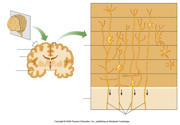 Ośrodkowy układ nerwowy bruzda kora zakręt warstwy
