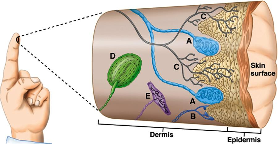 Mechanoreceptory rozmieszczenie w skórze A Ciałka Meissnera delikatny dotyk, wibracje niskich częstotliwości B Tarcza Merkla dotyk, delikatny nacisk C Wolne zakończenia