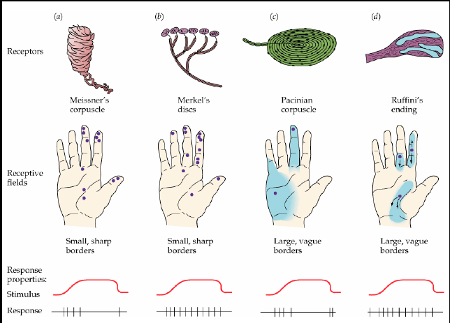 Mechanoreceptory receptory dotyku i nacisku receptory ciałko Meissnera dyski Merkela