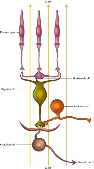 Siatkówka fotoreceptor komórka horyzontalna