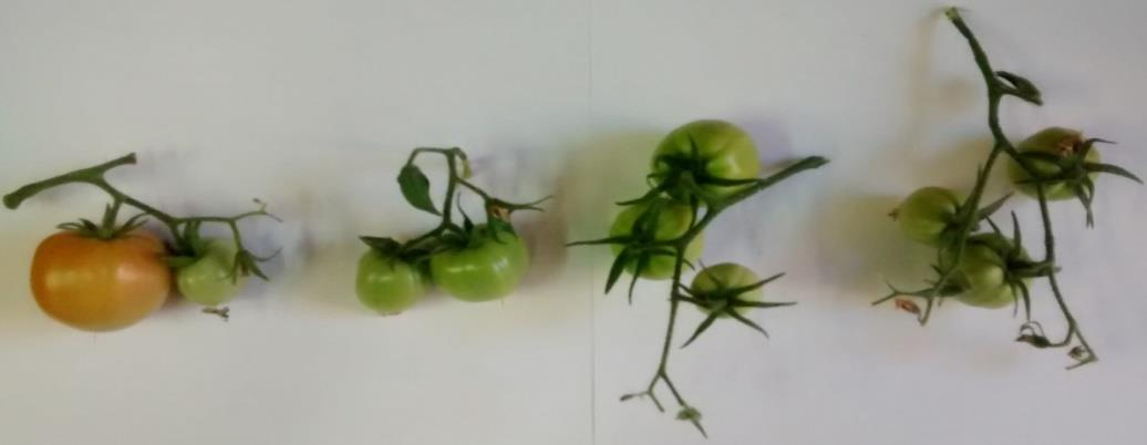 Nutrient Pomidor Tukan F1 Tukan F1 Tomato Liście sadzonek