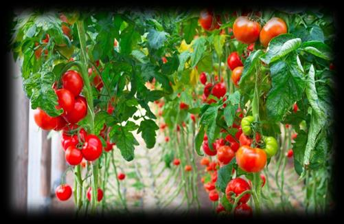 Pomidor Tukan F1 Tukan F1 Tomato badanie prowadzono na sadzonkach pomidorów w 15 donicach, mieszczących po 9 dm 3 gleby, przez okres 8 tygodni (56 dni); study was carried out on tomato seedlings in
