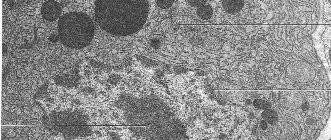 komórek Jednostki: 1 µm = 10-3 mm,
