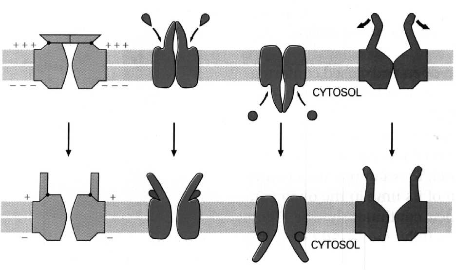 Mechanizm otwierania kanałów Transport substancji niskocząsteczkowych (transbłonowy) - poprzez
