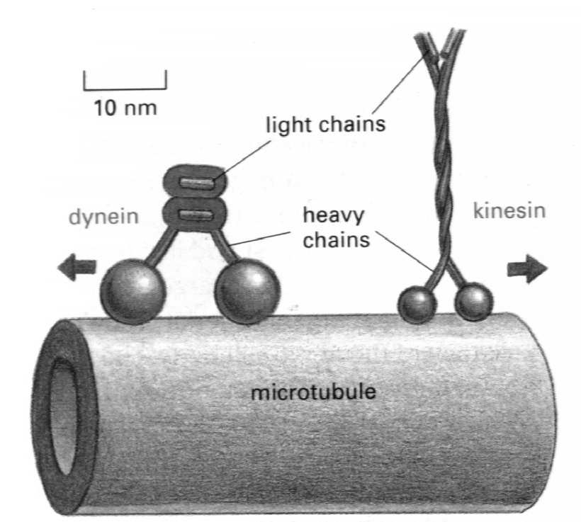 Typ włókien Średnica Białko Funkcja mikrotubule 25 nm tubulina ruch, podporowa mikrotubula mikrofilamenty 6 nm