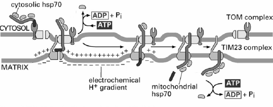 rozfałdowanie białek (białka opiekuńcze= białka hsp) energia do transportu: z ATP z