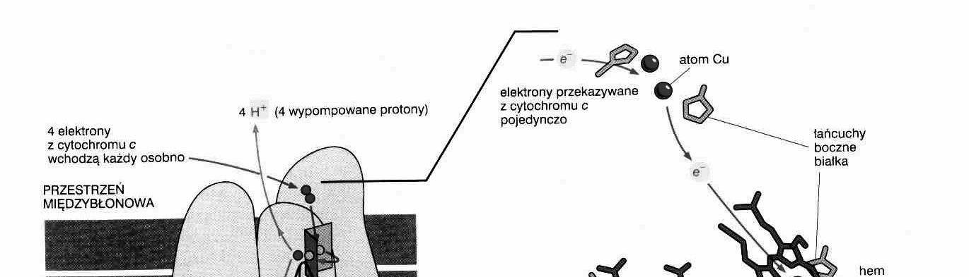 elektronów: atom Fe