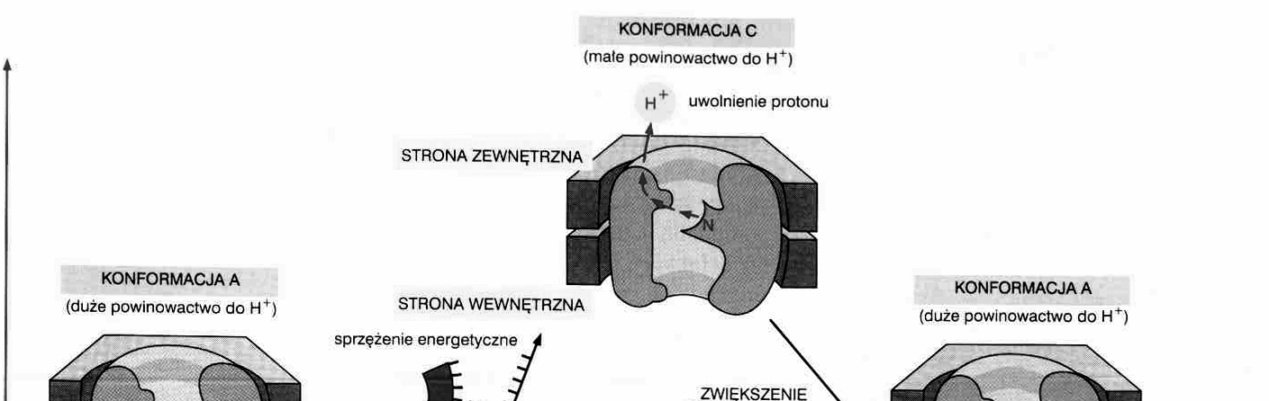 elektronów ogólny model