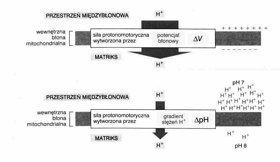 elektrochemiczny gradient protonowy Mitochondria siłownie komórki