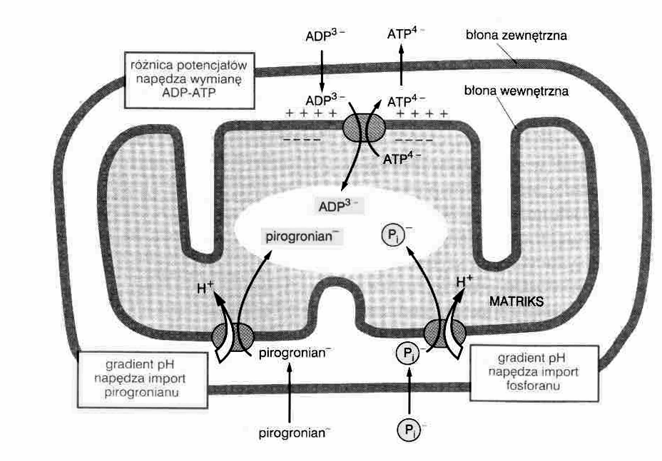 aktywny transport poprzez błonę wewnętrzną