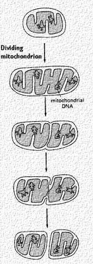 Mitochondria - liczebność odzwierciedlenie zapotrzebowania